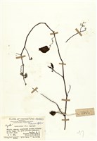 藏品(五爪龍(角花烏蘞莓))的圖片